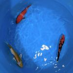 Demi Koi
