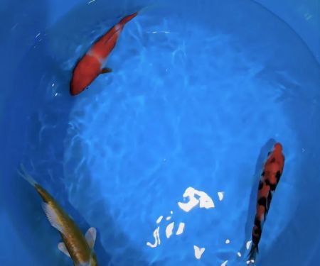 Demi Koi