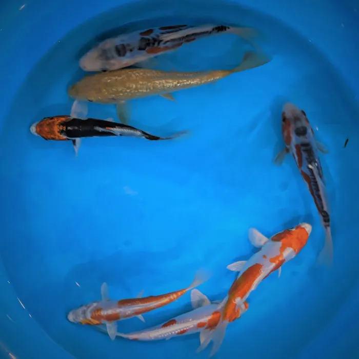 Demi Koi Picture 5