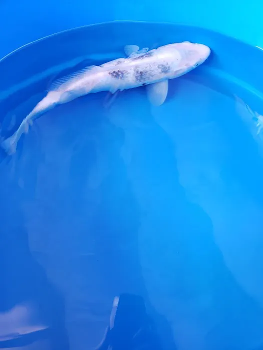 Demi Koi Picture 6