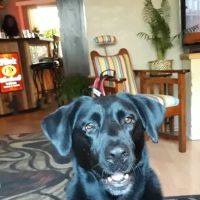 Super Pets ico