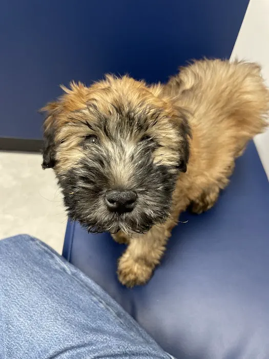 CityVet | Goodyear Picture 1