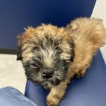 CityVet | Goodyear