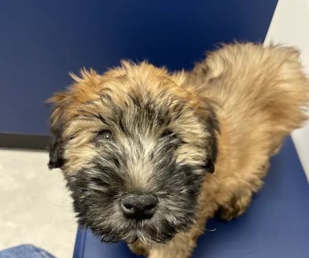 CityVet | Goodyear