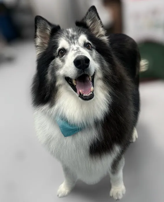 CityVet | Goodyear Picture 3