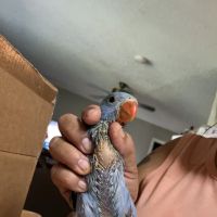 Pet Shop JC Gomez ico