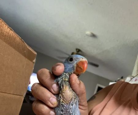 Pet Shop JC Gomez