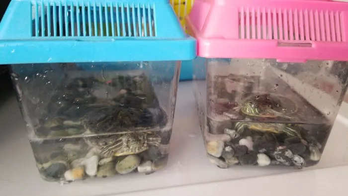 Pet Shop JC Gomez Picture 4