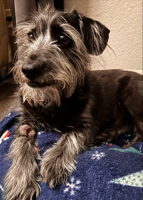 Tempe Pet Clinic Picture 1