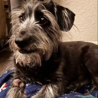 Tempe Pet Clinic ico