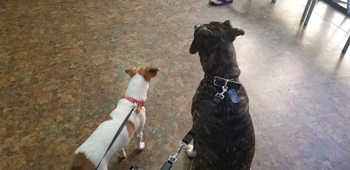 Tempe Pet Clinic Picture 4