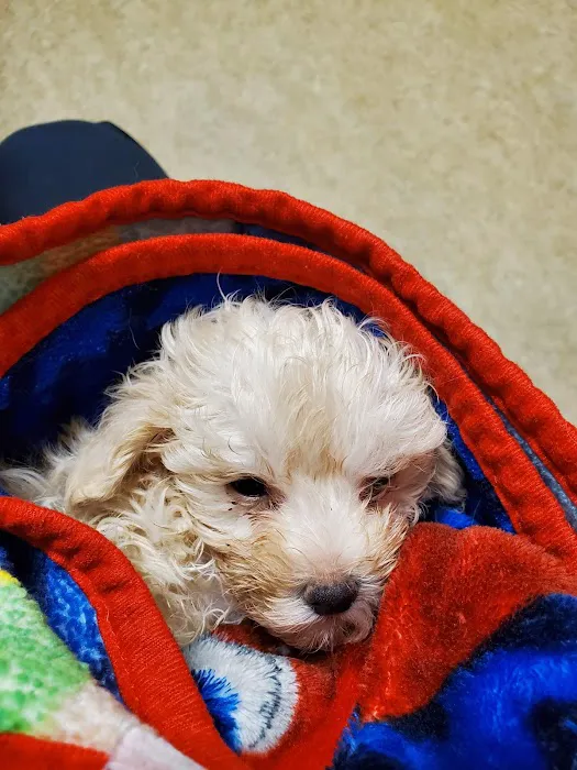 Ahwatukee Commons Veterinary Hospital Picture 6