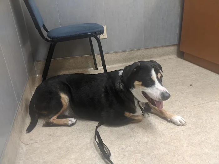 Ahwatukee Commons Veterinary Hospital Picture 7