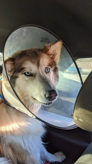 VCA University Animal Hospital Picture 1