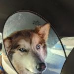 VCA University Animal Hospital