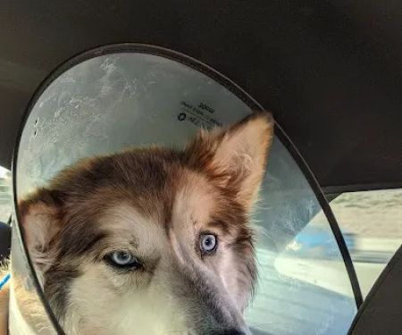 VCA University Animal Hospital