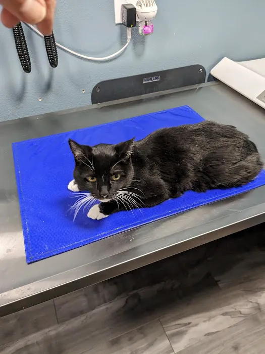 VCA University Animal Hospital Picture 5