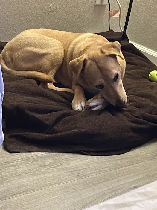 VCA University Animal Hospital Picture 10