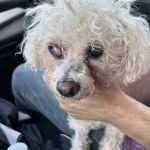 Banfield Pet Hospital