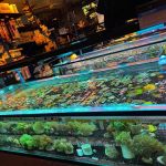 Ellis Aquatics