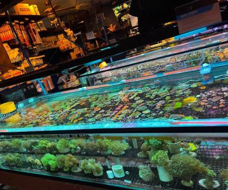 Ellis Aquatics
