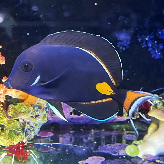 Ellis Aquatics Picture 6