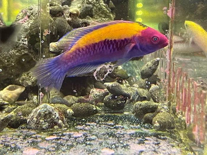 Ellis Aquatics Picture 3