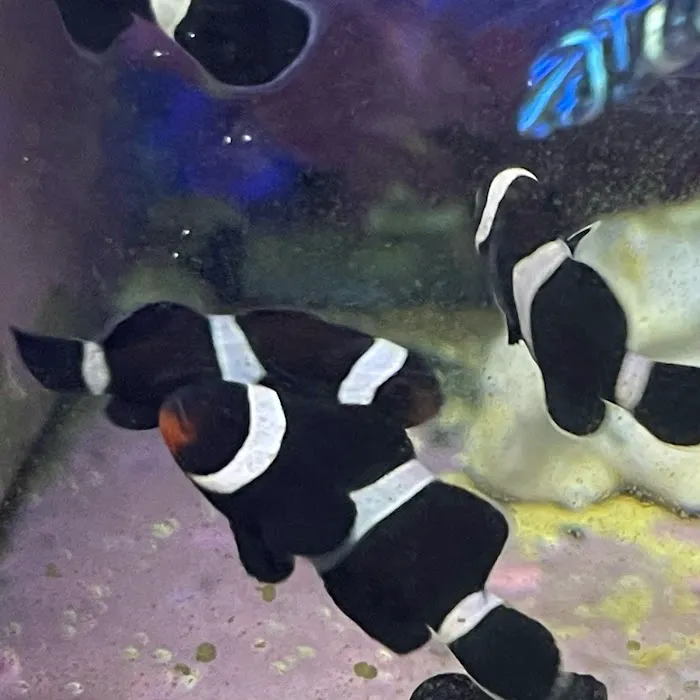 Ellis Aquatics Picture 7