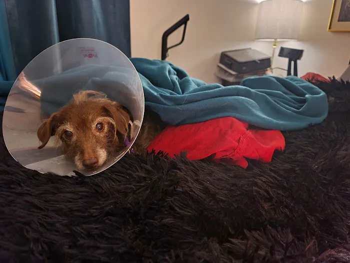 Tempe Veterinary Hospital Picture 6