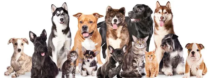 Tempe Veterinary Hospital Picture 10