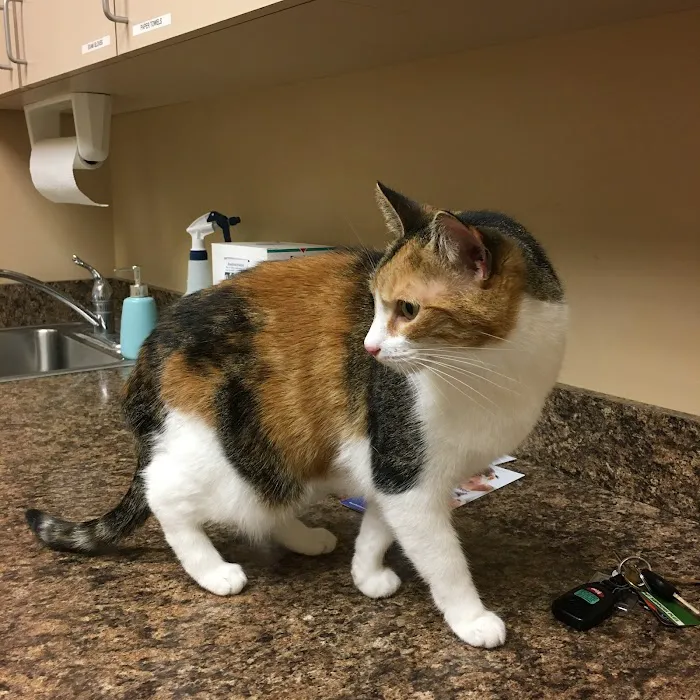 Tempe Veterinary Hospital Picture 8