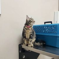 Baseline Animal Clinic ico