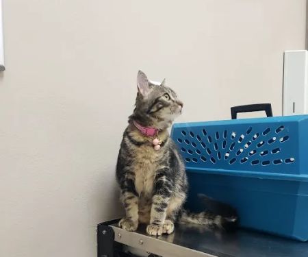 Baseline Animal Clinic