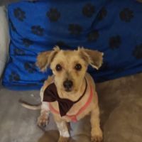 Yolis Dog Supplies ico