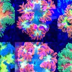 LAX Aquarium
