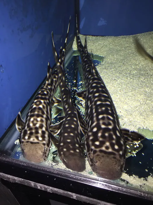 LAX Aquarium Picture 10