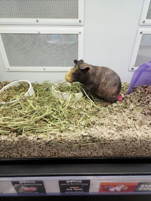 Petco Picture 8
