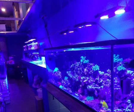 Deep Blue Aquarium