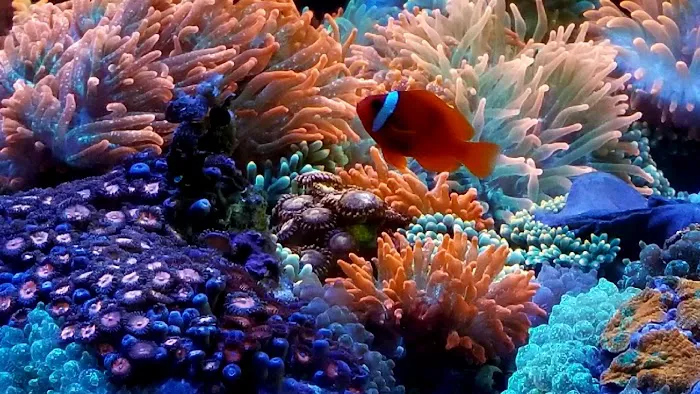 Deep Blue Aquarium Picture 5