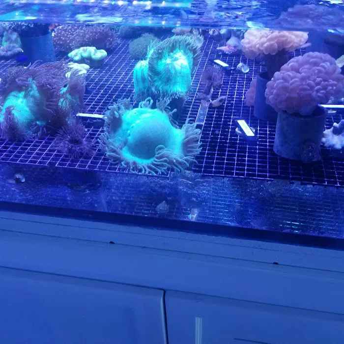 Deep Blue Aquarium Picture 3