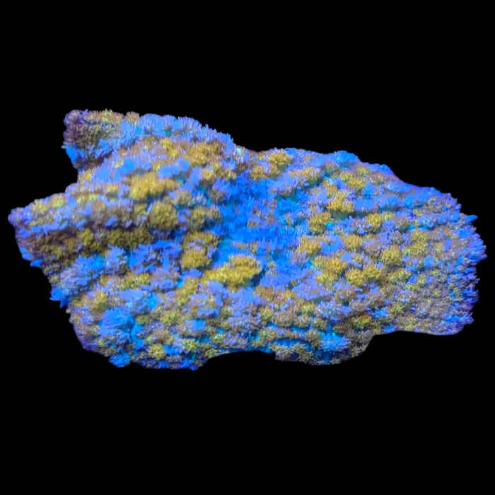 Deep Blue Aquarium Picture 7