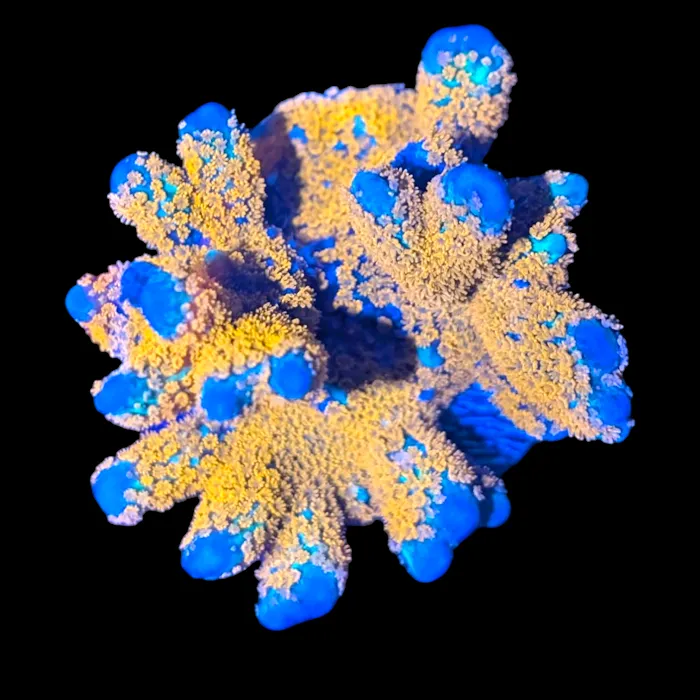 Deep Blue Aquarium Picture 9