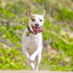 Applewood Animal Hospital