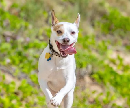 Applewood Animal Hospital