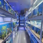 Mark's Tropical Fish
