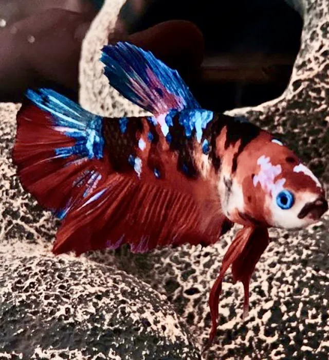 Mark's Tropical Fish Picture 4