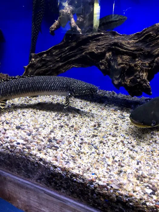 Mark's Tropical Fish Picture 2