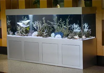 Mark's Tropical Fish Picture 8