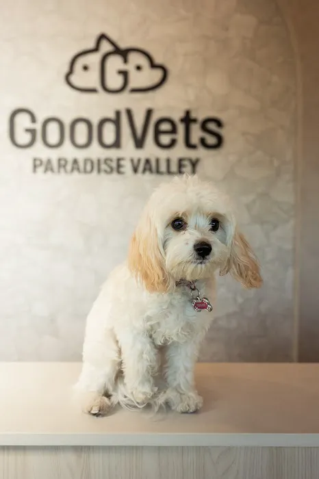 GoodVets Paradise Valley Picture 10