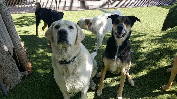 Tempe Lake Veterinary Clinic & Pet Resort Picture 3